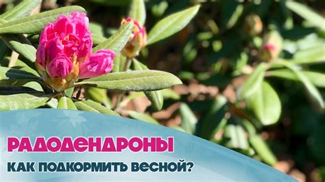 Рододендроны. Как правильно подкормить и ухаживать за ними - YouTube
