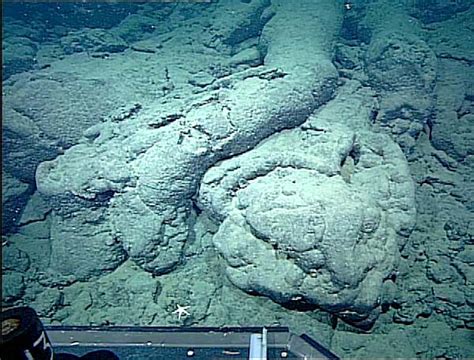 Noaa Ocean Explorer Davidson Seamount Exploring Ancient Coral Gardens