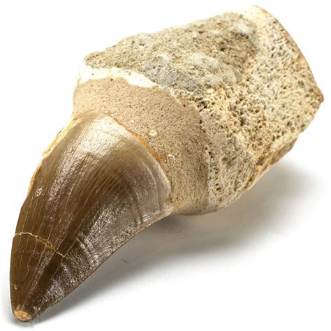 Buy KALIFANO Authentic Fossilized Prehistoric Mosasaur Tooth From