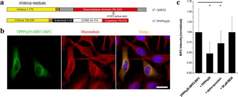 Interaction And Localization Of Tppp P And Sirt In Living Hela Cells