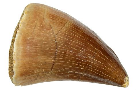 1.53" Fossil Mosasaur (Prognathodon) Tooth - Morocco (#249666) For Sale - FossilEra.com