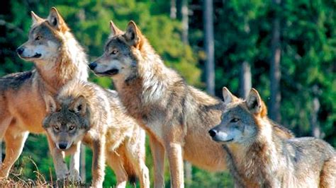 Se sabrá cuántos lobos hay gracias a un censo poblacional