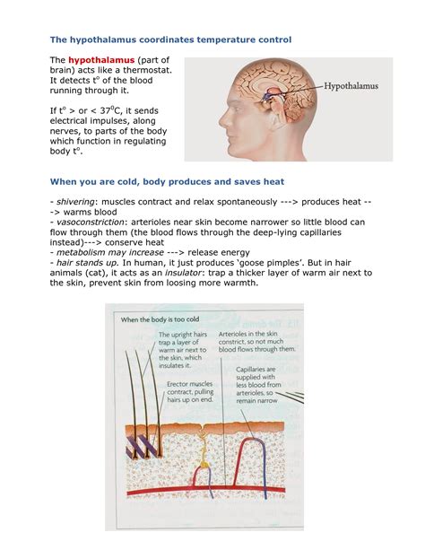 Solution Homeostasis Biology Notes Igcse 2014 Studypool