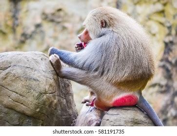 Hamadryas Baboon Sitting Back View On Stock Photo 581191735 | Shutterstock