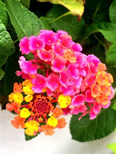 Pink Orange And Yellow Lantana Flowers Stock Photo Image Of Close