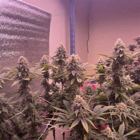 Ethos Genetics Skunk Hero Rbx Grow Journal By Ballnrs Growdiaries