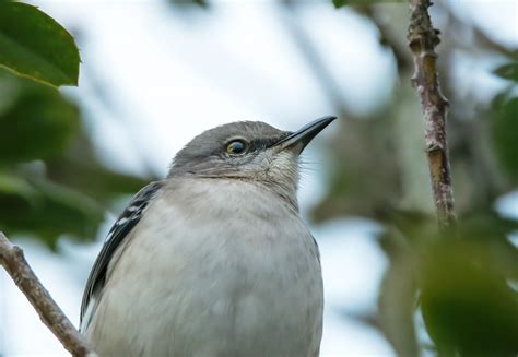 The Mocking Bird • Into the Light Adventures Bird Photography