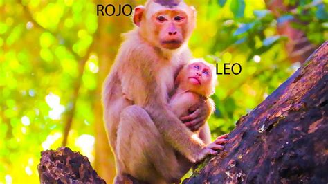 This Is So Exciting Monkey Rojo Tries To Comfort And Protect Leo