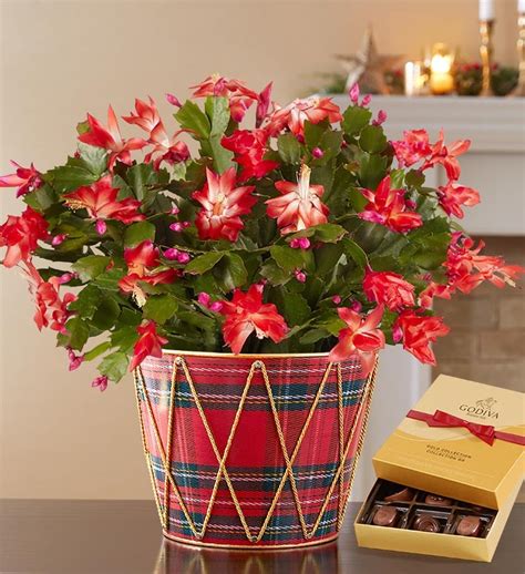 Christmas Cactus