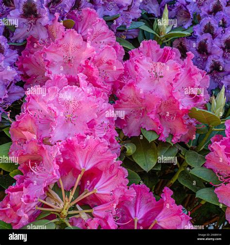 Rhododendronpark In Graal M Ritz Symbolbild Rhododendren