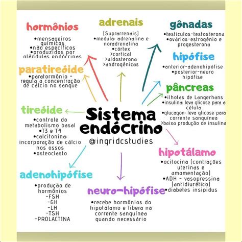 Mapa Mental De Sistema Endocrino Morfologia Iii Images