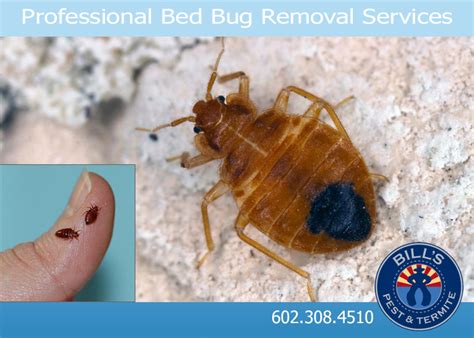 Best Bed Bug Control Wickenburg Az Bedbug Exterminator