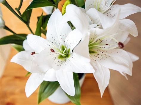 Indoor lily - Lilium. Caring for indoor lilies, description of ...