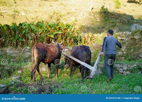 Indian Farmer Ploughing Rice Fields With A Pair Of Oxes Using