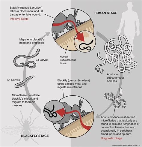 A Parasitic Nematode Wolbachia Bacteria And Onchocerciasis Owlcation