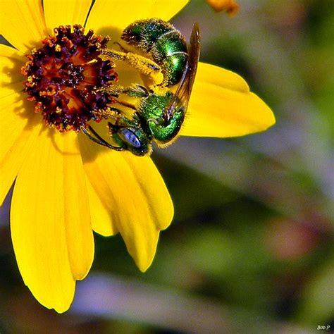 Metallic Green Bee Augochloropsis Sp On Coreopsis Flickr