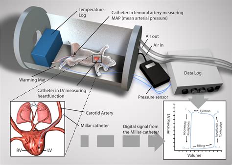 Frontiers Continuous Hemodynamic Monitoring In An Intact Rat Model Of