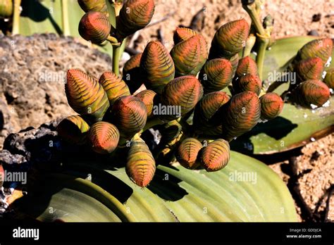 Welwitschia Welwitschia Mirabilis Namib Desert In Namibia Stock Photo