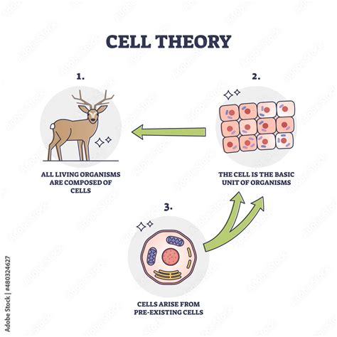 Cell theory for evolution and pre existing cells development outline ...