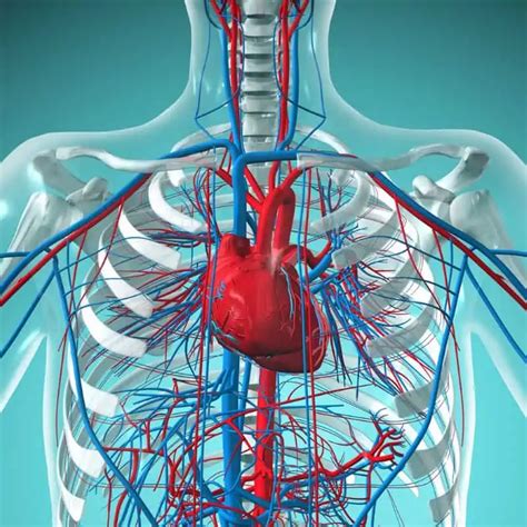 Heart & Circulatory System Quiz