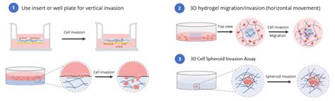 Vitrogel Invasion Assay Workflow Thewell Bioscience