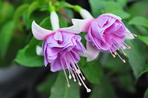 Фуксия 39. Heri Pulcher – Цветочная мастерская Анны Пирматовой