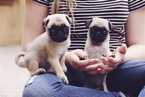 Miniature Pug - Pet Ponder