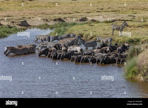 Zebra herd and Gnus herd while drinking Stock Photo - Alamy