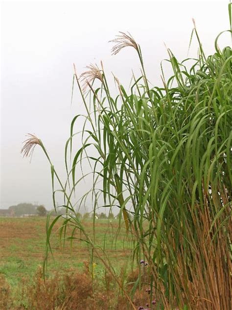 MISCANTHUS X GIGANTEUS Cotswold Garden Flowers