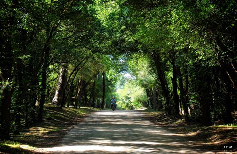 Wallpaper Sunlight Landscape Grass Sky Road Branch Green