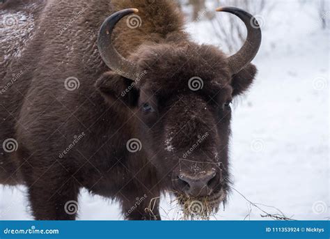 European Bison Zubr Stock Photo Image Of European 111353924