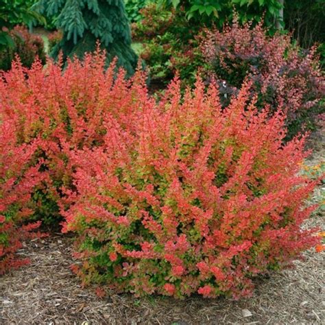 Sunjoy Citrus Barberry My Proven Winners Colorchoices