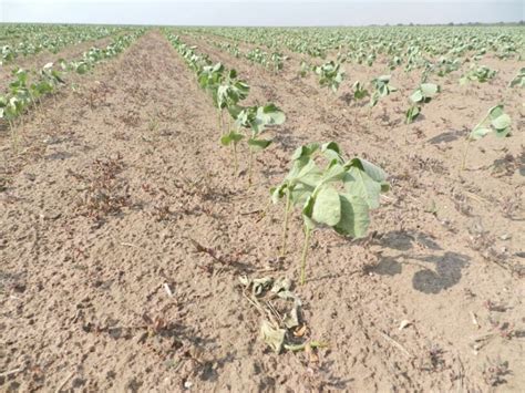 Embrapa Estuda Efeitos Do Excesso De Calor Nas Plantas Nem A Irriga O