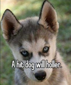 A Hit Dog will Holler - Meaning, Origin and Usage - English-Grammar-Lessons.com