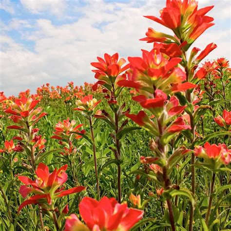 Qauzuy Garden Semillas Mixtas De Flores Silvestres De Onzas Para