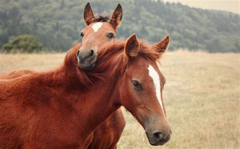 Cute Horse Desktop Wallpapers - Top Free Cute Horse Desktop Backgrounds ...