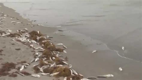 Deadline for red tide cleanup funding aid is approaching