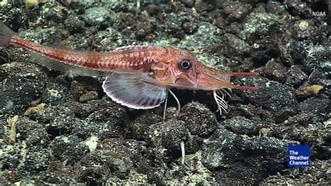 This Fish Strolls Along Ocean Floor - Videos from The Weather Channel