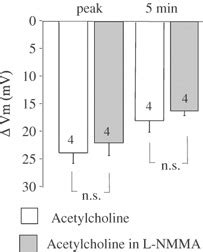 Effect of NO synthase inhibitor L NMMA 200 μM on the mean changes in