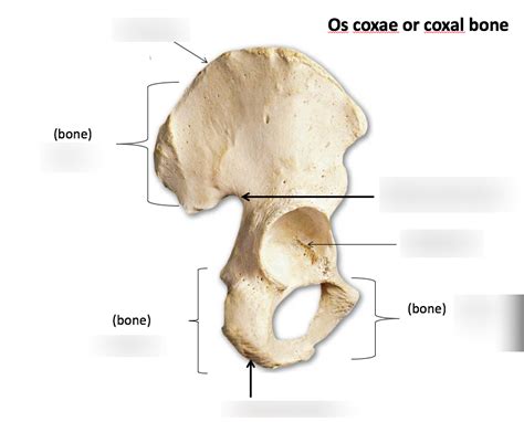 Os Coxae Diagram Quizlet