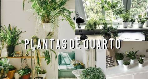 Plantas Que Voc Precisa Ter No Quarto Para Dormir Melhor