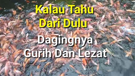 Keunggulan Ikan Mujair Kumpay Youtube