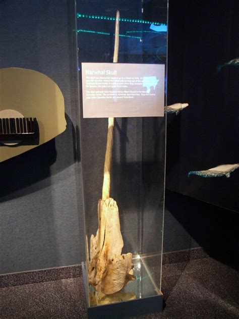 Narwhal Skull