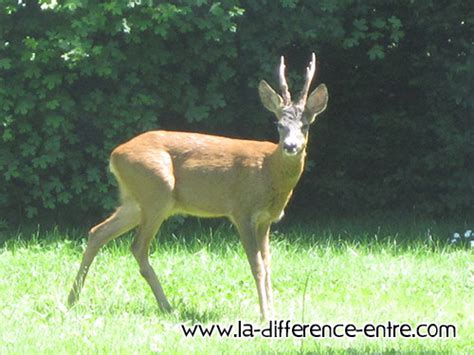 Quelle Est La Difference Entre Cerf Et Chevreuil