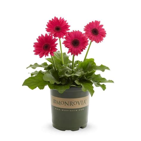 Monrovia 25 Quart Pink Gerbera Daisy In Pot L3114 At