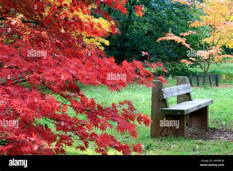 Seat Placed Among Japanese Maple Acer Palmatum In Silk Wood At