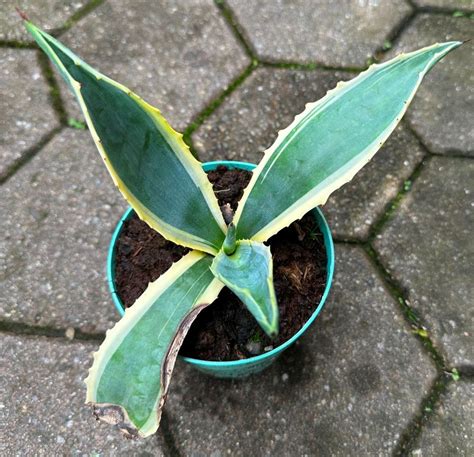 Agave Agave Americana Variegata Eine Pflanze Kaufen Auf Ricardo