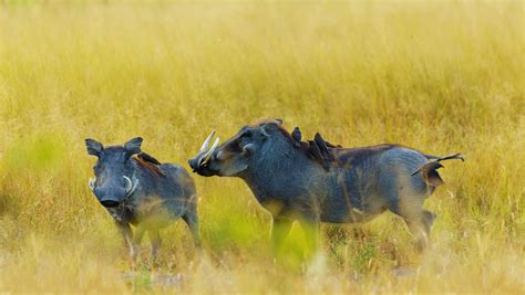 Lenguas De Sudáfrica Diversidad Más Allá Del Inglés Y El Afrikáans