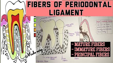 FIBERS OF PERIODONTAL LIGAMENT PRINCIPAL AND OTHER FIBERS Made