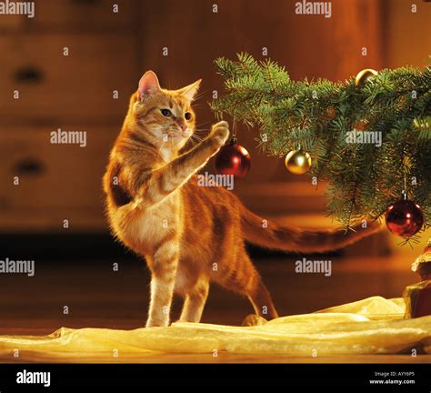 Domestic Cat Playing With Christmas Tree Ball Stock Photo Alamy